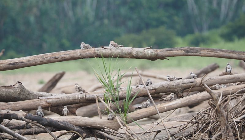 Sand-colored Nighthawk - rainforest