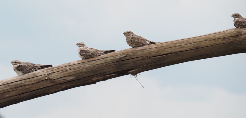 Sand-colored Nighthawk - rainforest