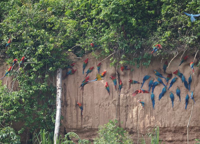 Eight Chickens Clay Lick - rainforest