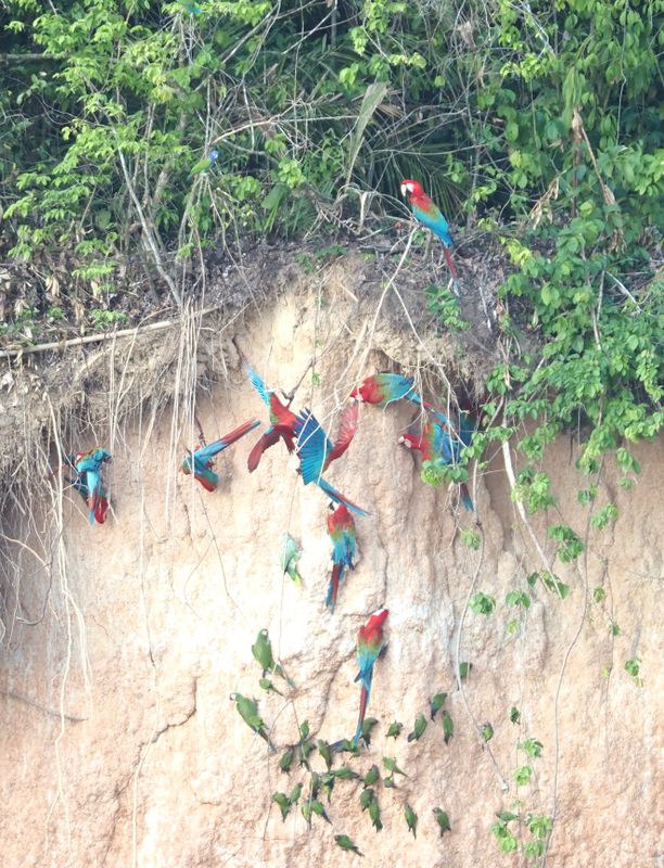 Eight Chickens Clay Lick - rainforest