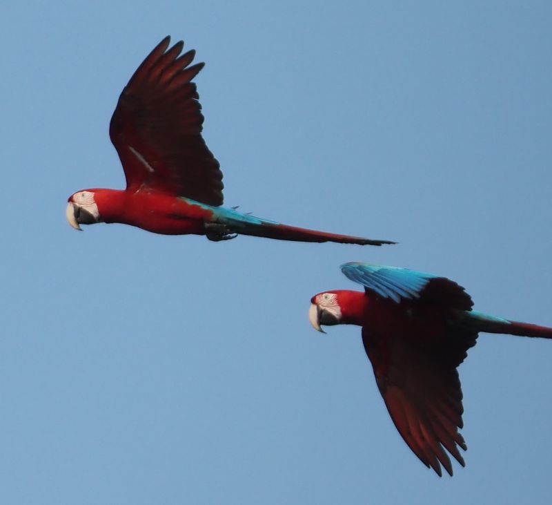 Red & Green Macaw - rainforest