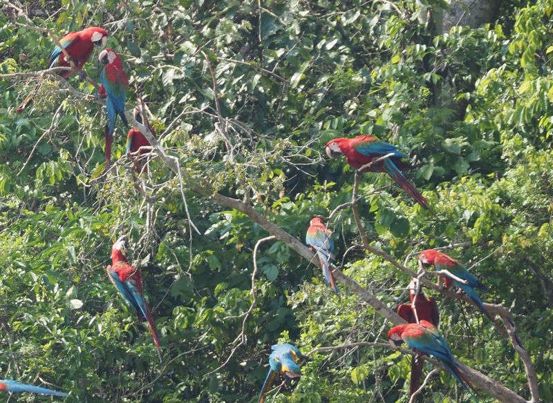 Red & Green Macaw - rainforest