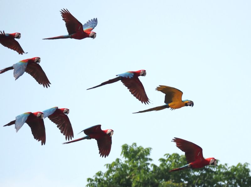 Macaws, Red & Green, Blue & Yellow - rainforest