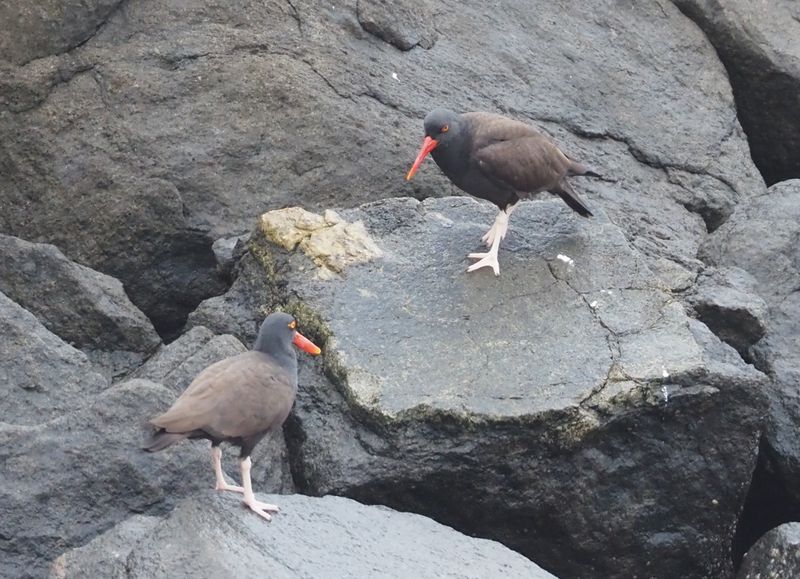 Blackish Oystercatcher