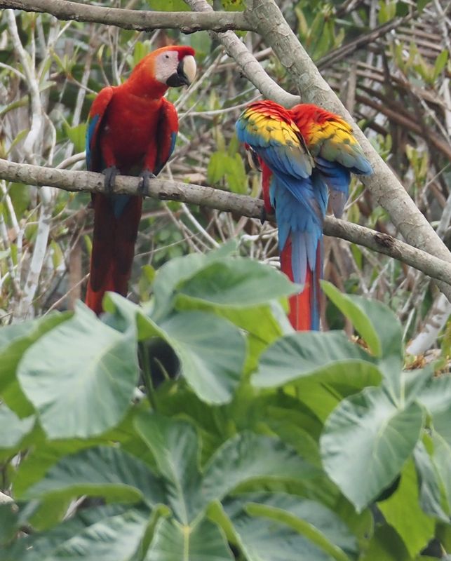 Scarlet Macaw - rainforest