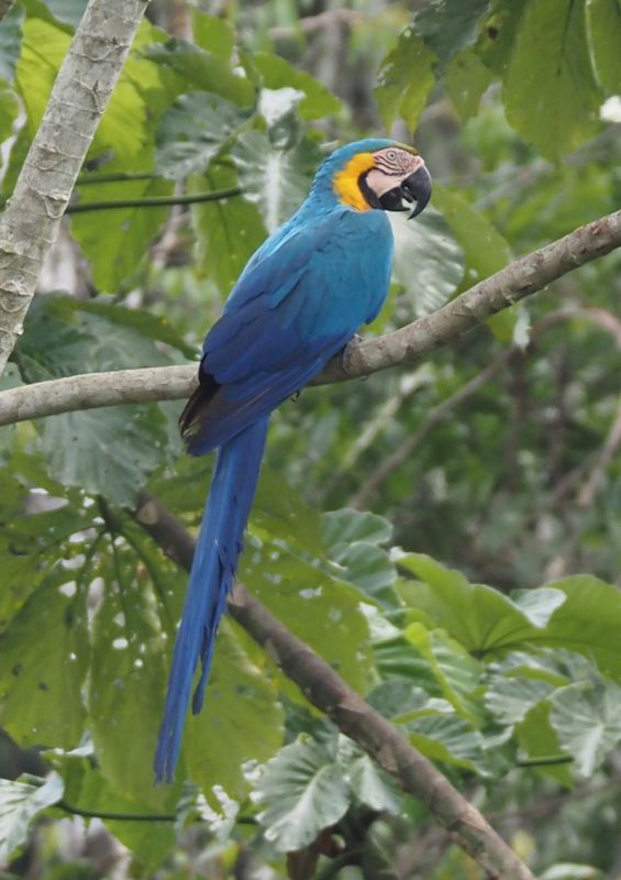 Blue & Yellow Macaw - rainforest