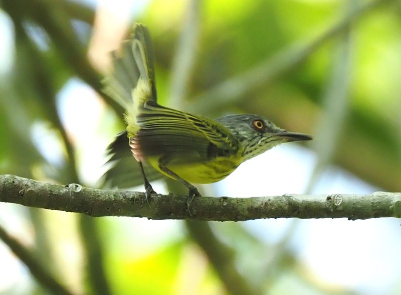 Spotted Tody-Flycatcher - rainforest