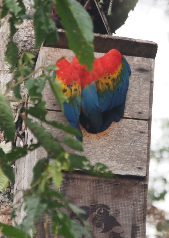 Scarlet Macaw nestbox - Tambopata Research Center 
