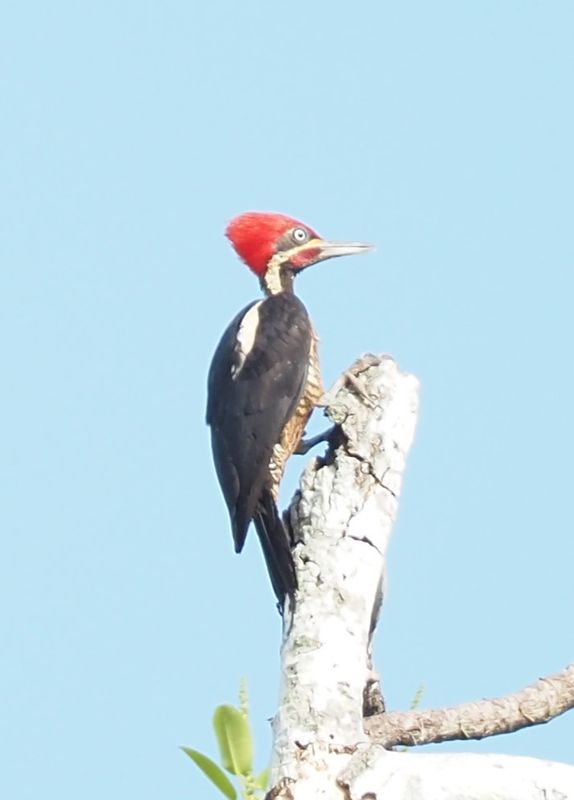 Lineated Woodpecker - rainforest
