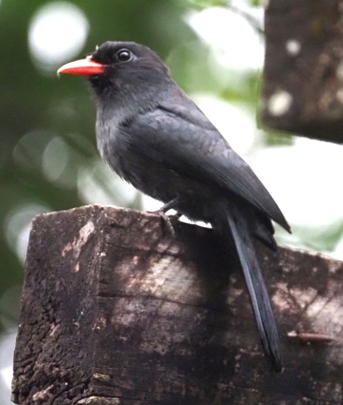 Black-fronted Nunbird - rainforest