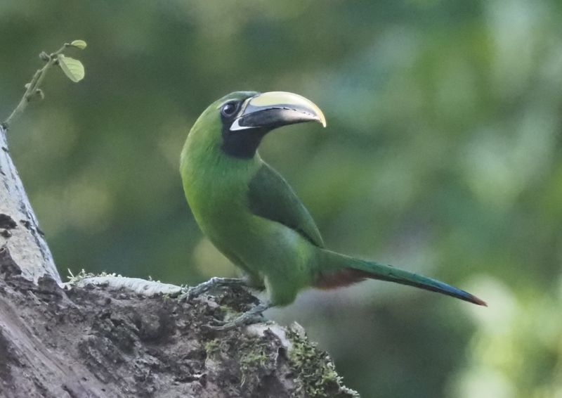 Southern Emerald-Toucanet - rainforest