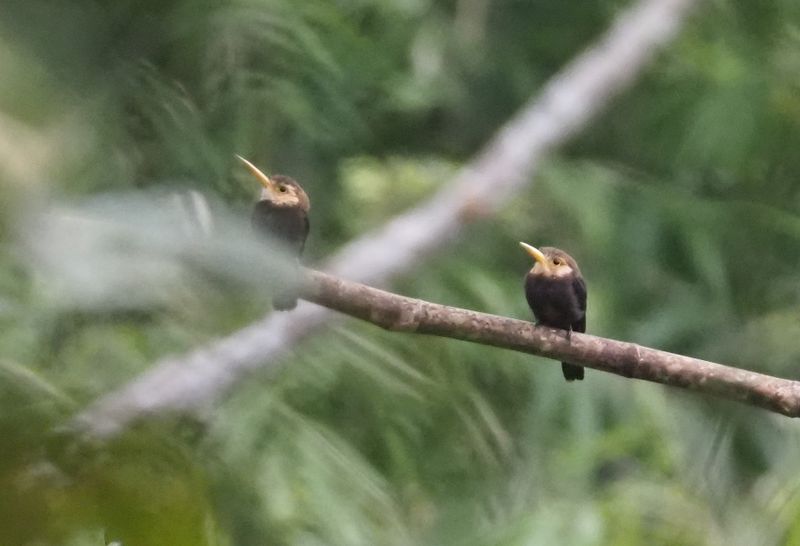 White-throated Jacamar - rainforest