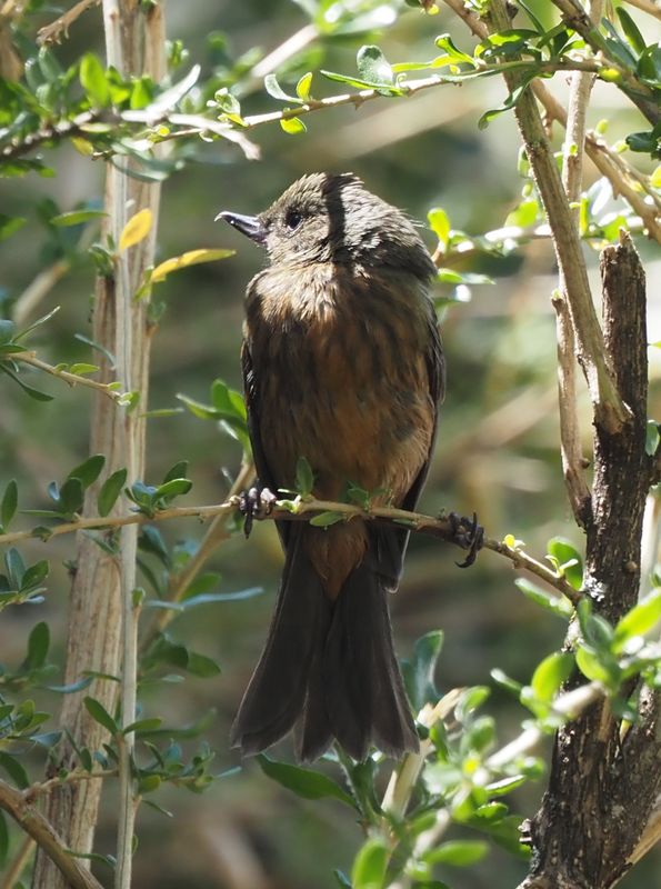 Black-throated Flowerpiercer - Cusco
