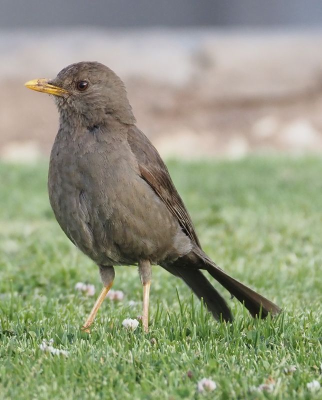 Chiguanco Thrush - Cusco