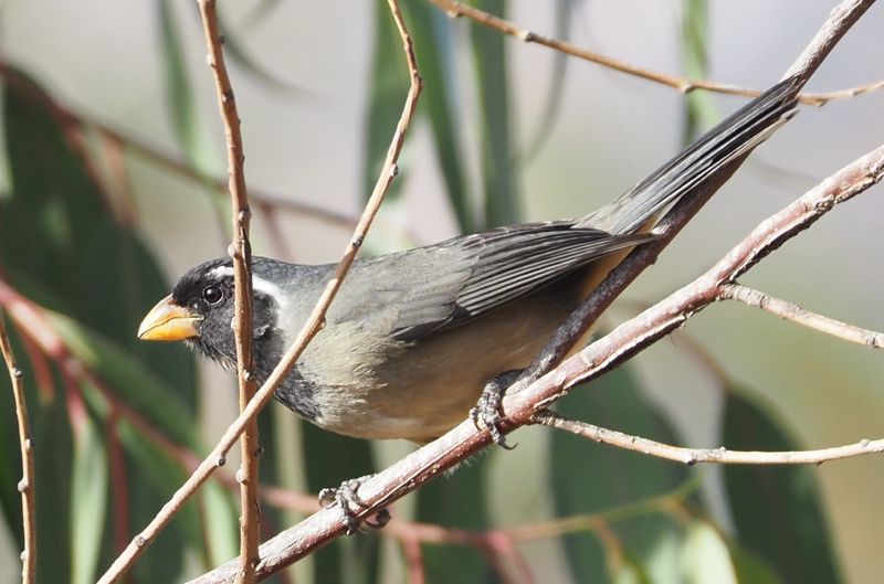 Golden-billed Saltator - Cusco area