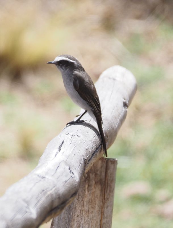 White-browed Chat-Tyrant - Cusco area