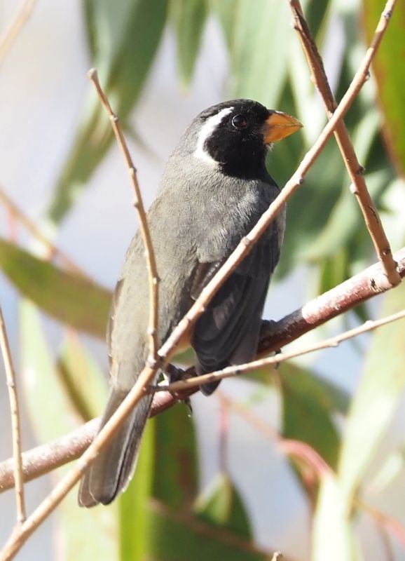Golden-billed Saltator - Cusco area