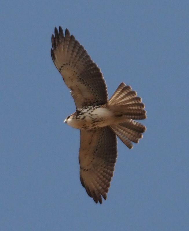 White-throated Hawk - Cusco area