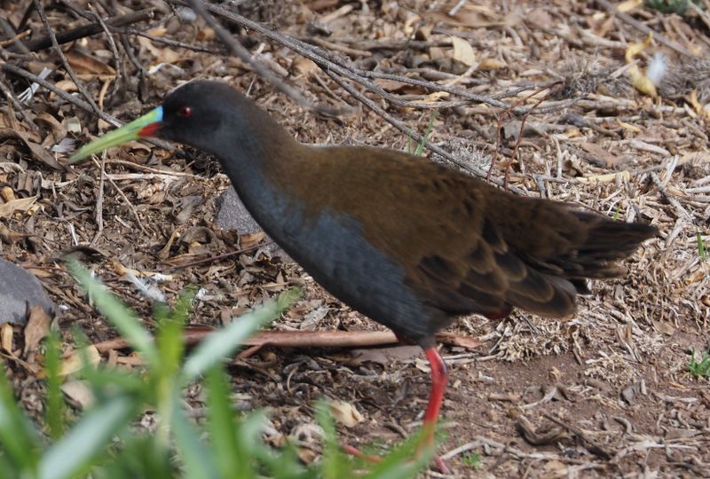 Plumbeous Rail - Cusco area