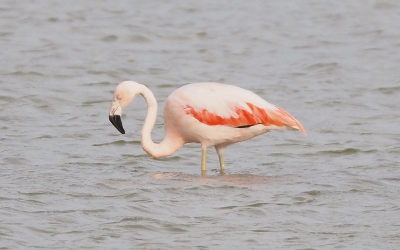 Chilean Flamingo - Cusco area