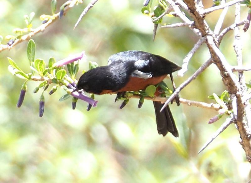 Black-throated Flowerpiercer - Cusco area