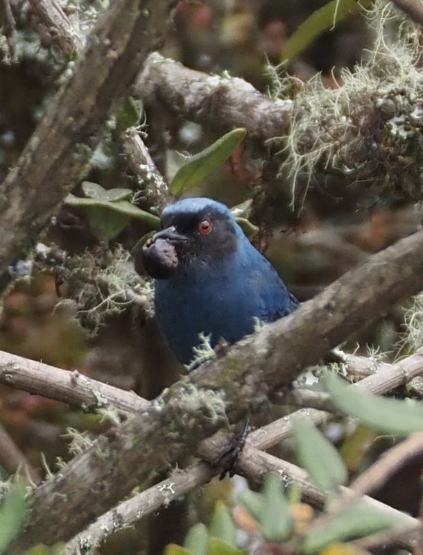 Masked Flowerpiercer - Manu Road cloud forest