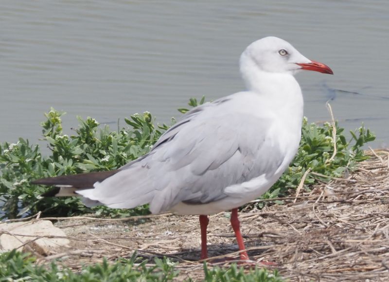 Gray-hooded Gull