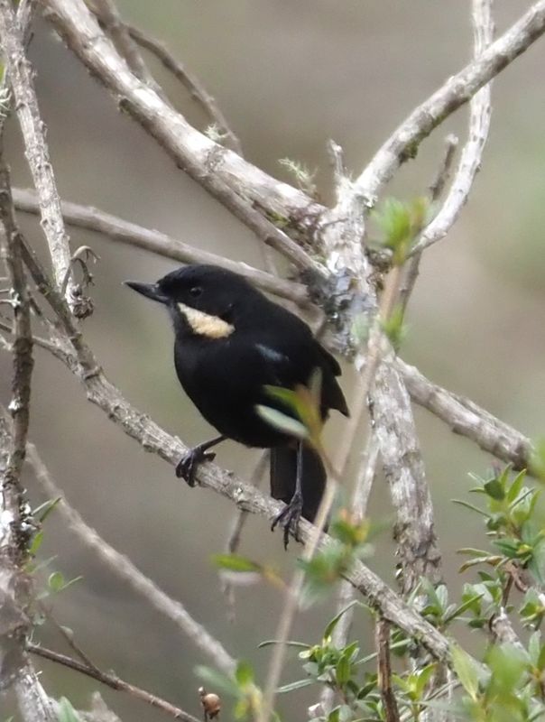 Moustached Flowerpiercer - Manu Road cloud forest