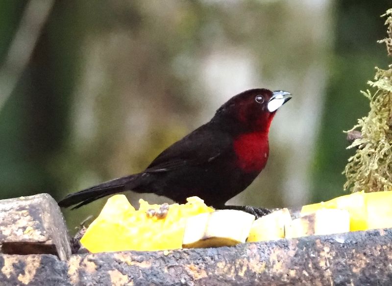 Silver-beaked Tanager- Cock of the Rock Lodge