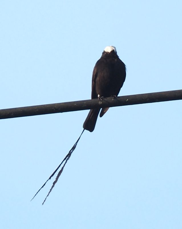Long-tailed Tyrant - Manu Road rainforest side
