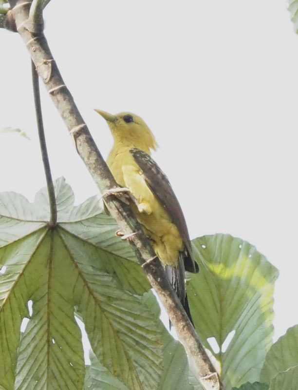 Cream-colored Woodpecker - Mirador Pico de Hoz