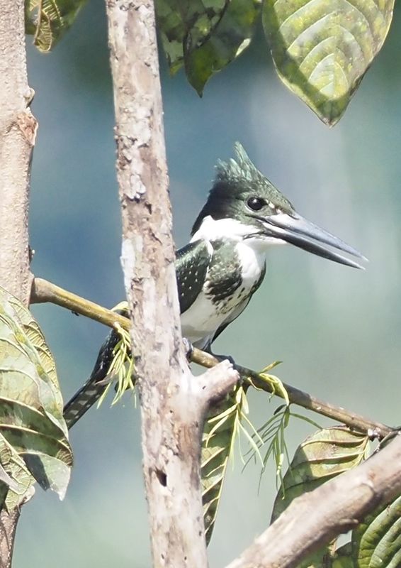 Green Kingfisher - Mirador Pico de Hoz
