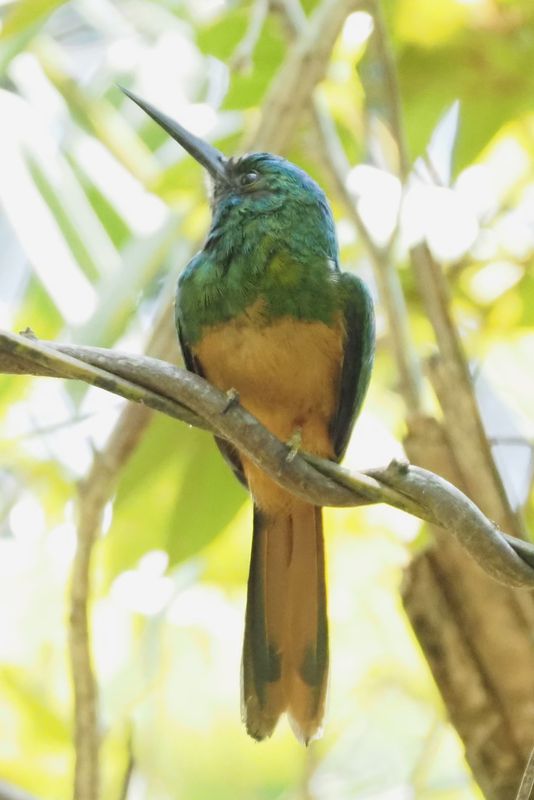 Coppery-chested Jacamar - Manu Road