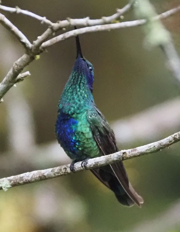 Sparkling Violetear - Cock of the Rock Lodge