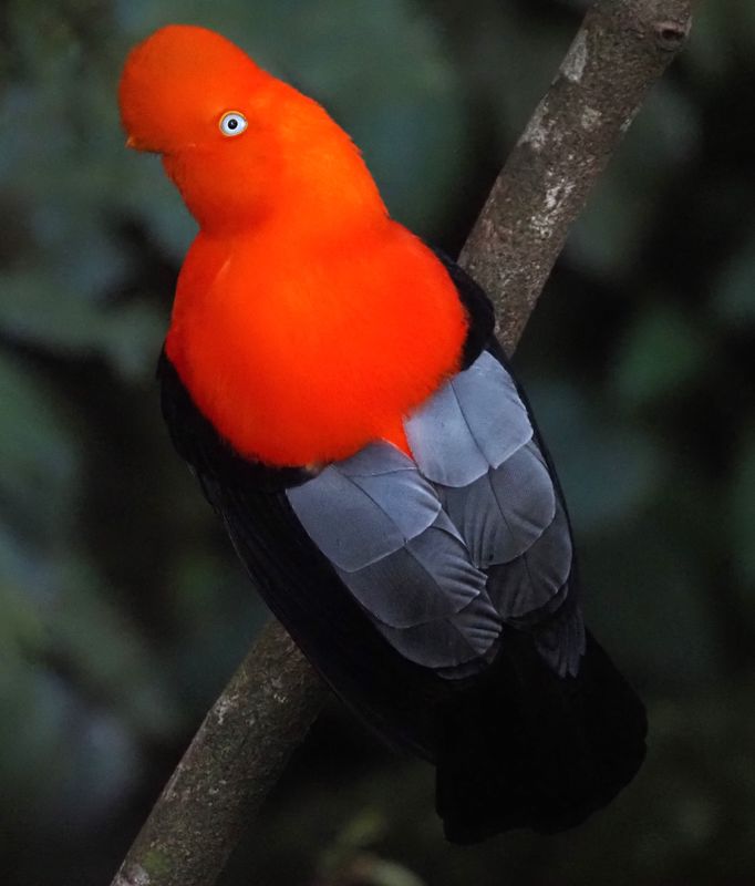 Andean Cock Rock - Cock of the Rock Lodge
