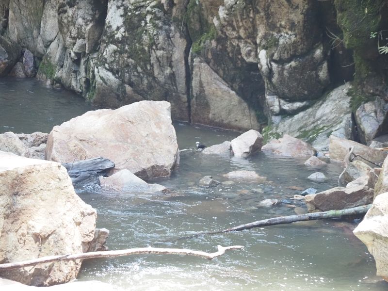 White-capped Dipper - Manu Road
