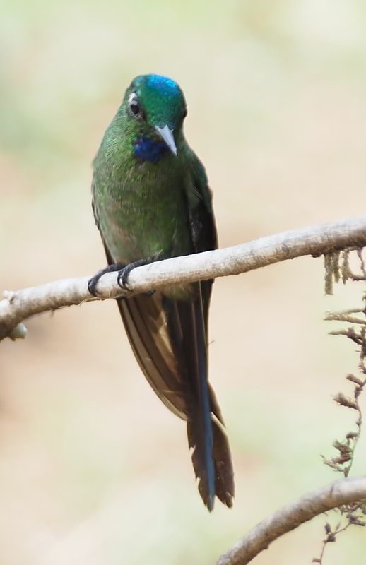 Long-tailed Sylph - Cock of the Rock Lodge