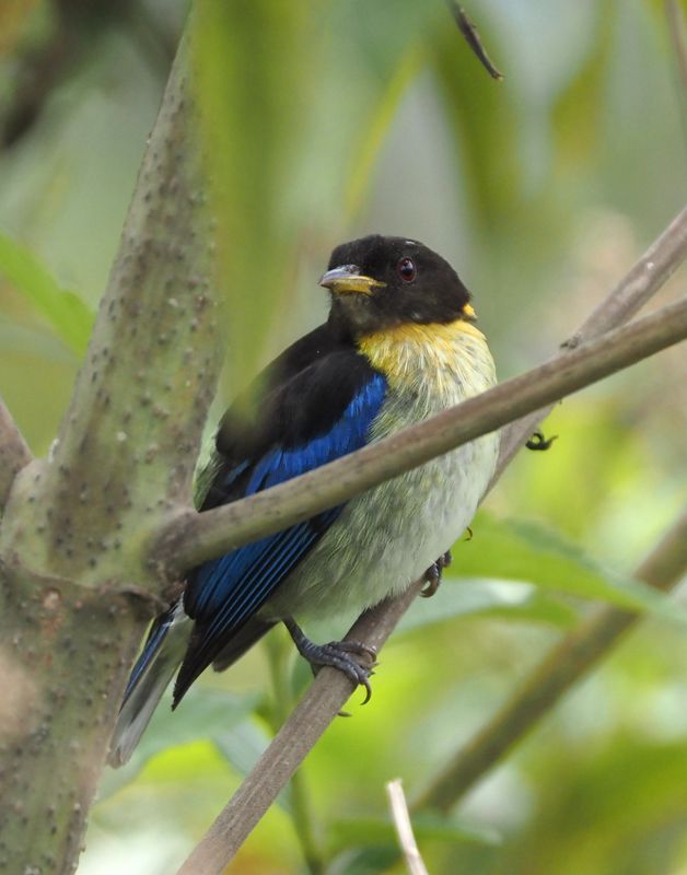Golden-collared Honeycreeper - Manu Road
