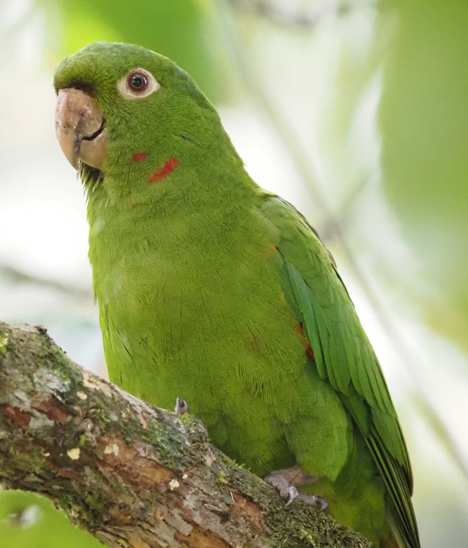 White-eyed Parakeet - Cock of the Rock Lodge