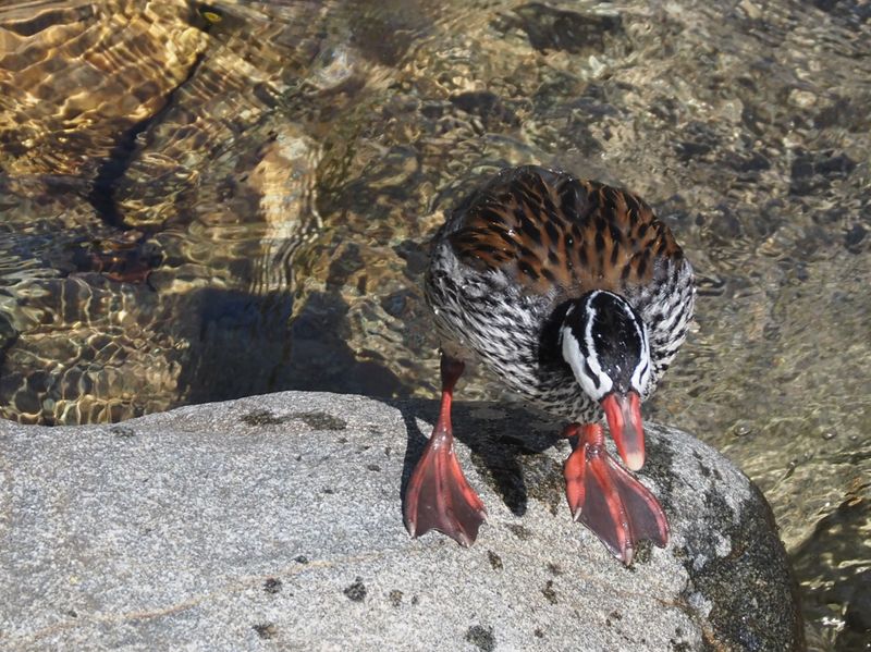 Torrent Duck - Cock of the Rock Lodge