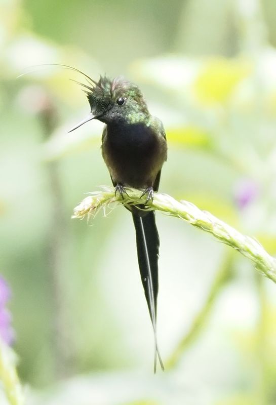 Wire-crested Thorntail - Cock of the Rock Lodge