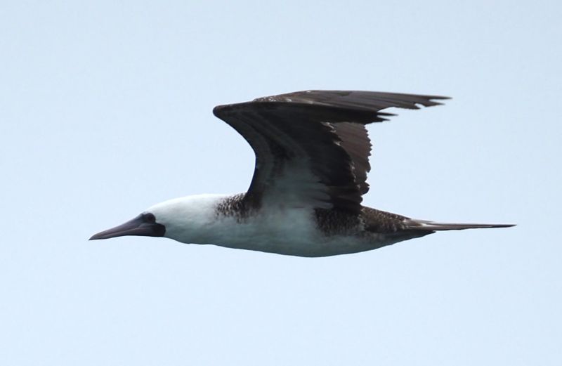 Peruvian Booby
