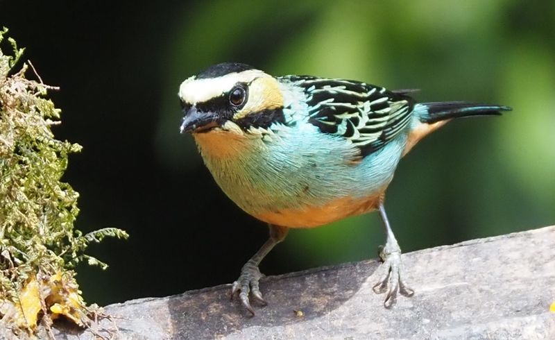 Golden-eared Tanager - Cock of the Rock Lodge