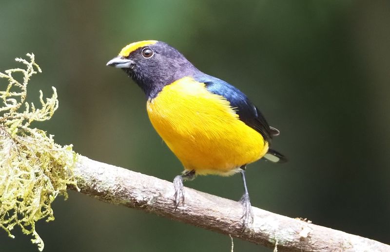 Orange-bellied Euphonia