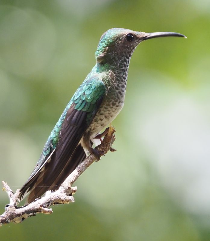 Many-spotted Hummingbird