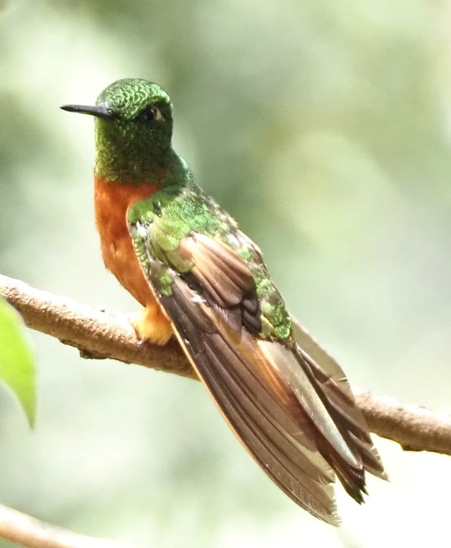 Chestnut-breasted Coronet