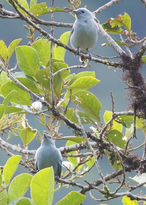 Blue-gray Tanager - Manu Road