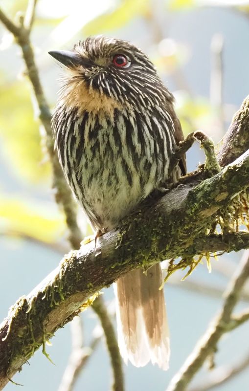 Black-streaked Puffbird