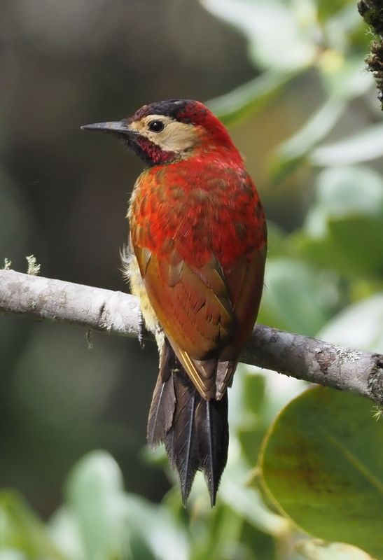 Crimson-mantled Woodpecker