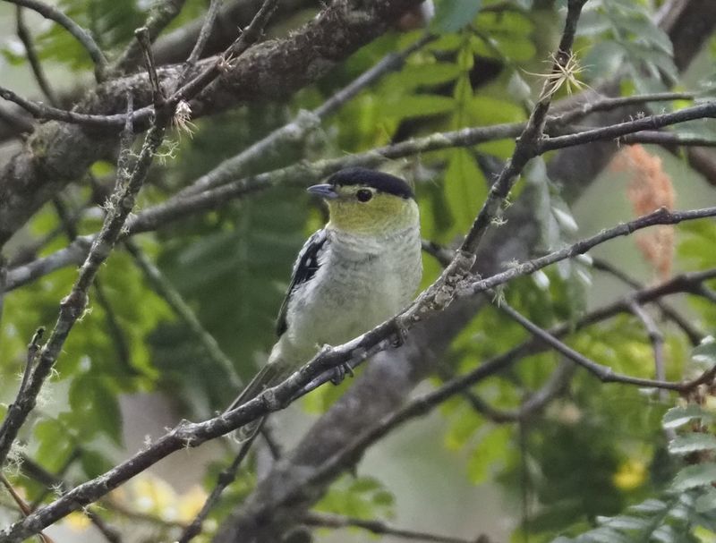 Barred Becard